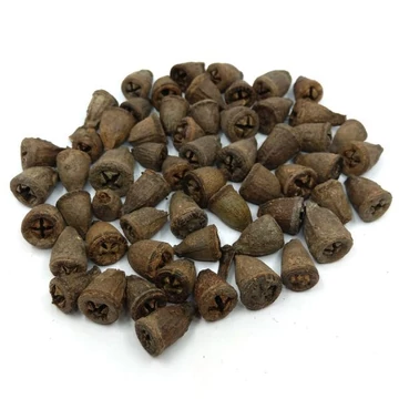 Eukalyptus termés,mini barna, 10g/csomag