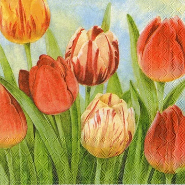 Szalvéta 33x33cm