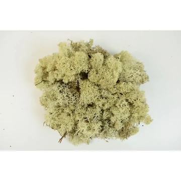 Izlandi zuzmó, natur, kb. 30g